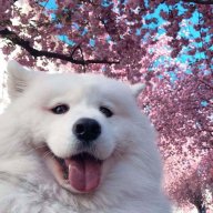 yayeet420bonk