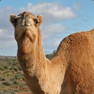 EnlitenedCamel