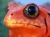 FieryFrog