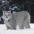 生 Lynx 活