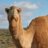 EnlitenedCamel